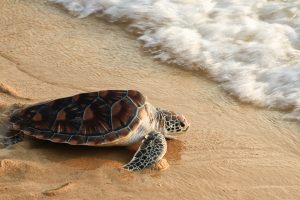 Turtles Paradise in Puerto Vallarta’s Beaches|Turtle release - activity in Puerto Vallarta