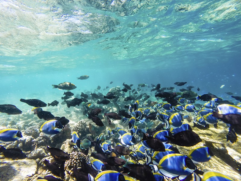 Breathtaking Underwater Creatures