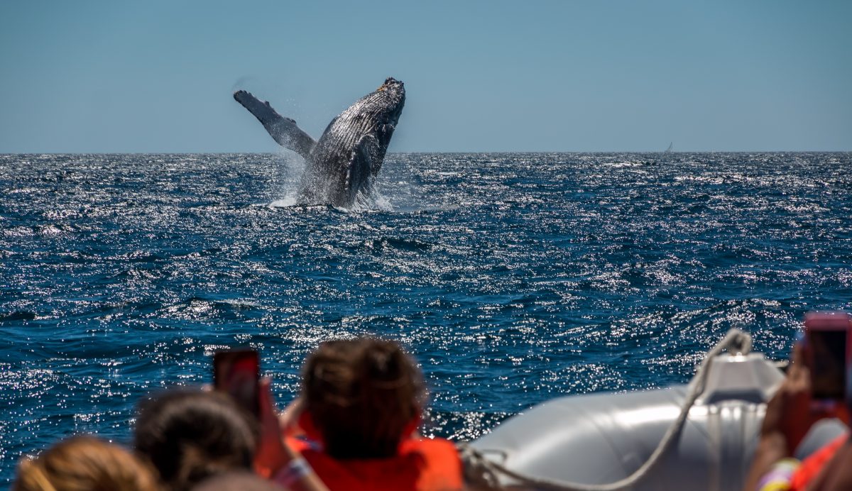 Whale Watching in Puerto Vallarta