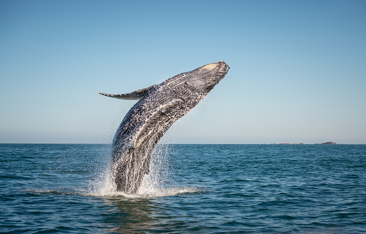 whale-jumping-puerto-vallarta