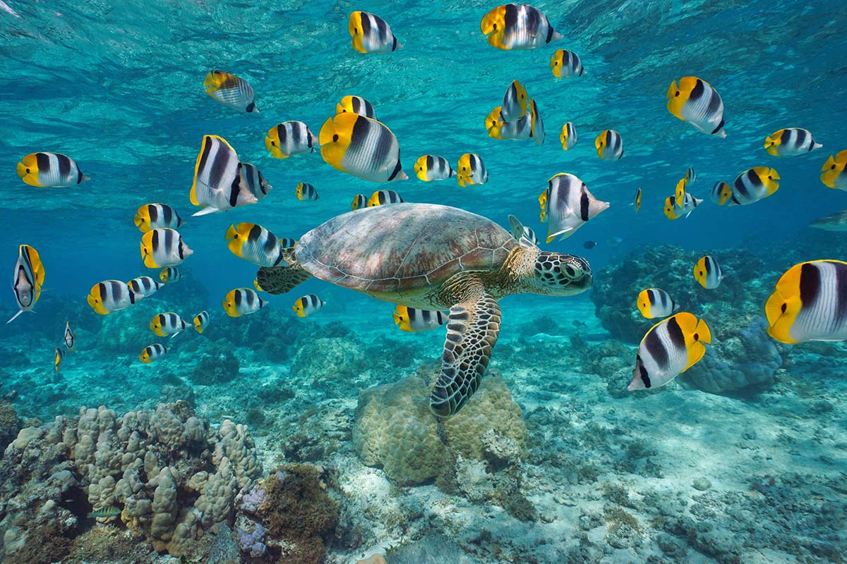 Tortuga y peces en Bora Bora